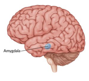 a picture of a brain's amygdala - this is a thumbnail for the blog post